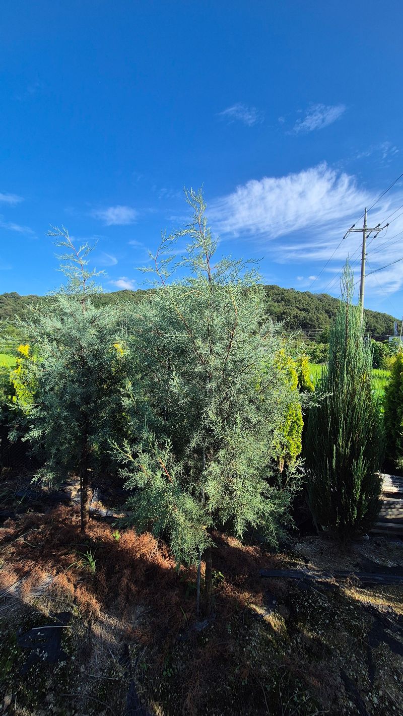 권영섭님의 장터 판매 상품 [블루아이스 2m] 첨부 사진