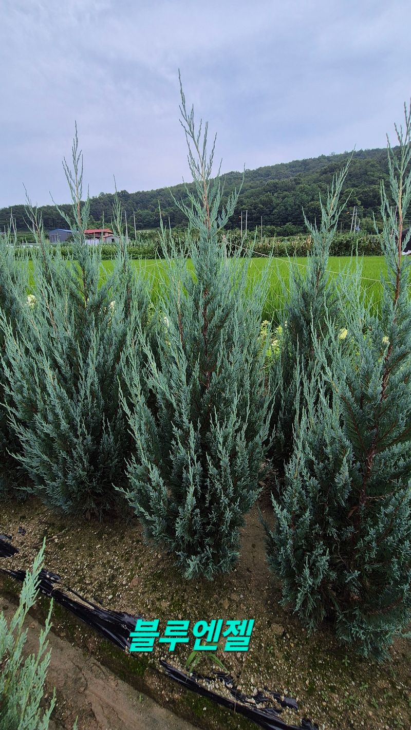 권영섭님의 장터 판매 상품 [블루엔젤] 첨부 사진