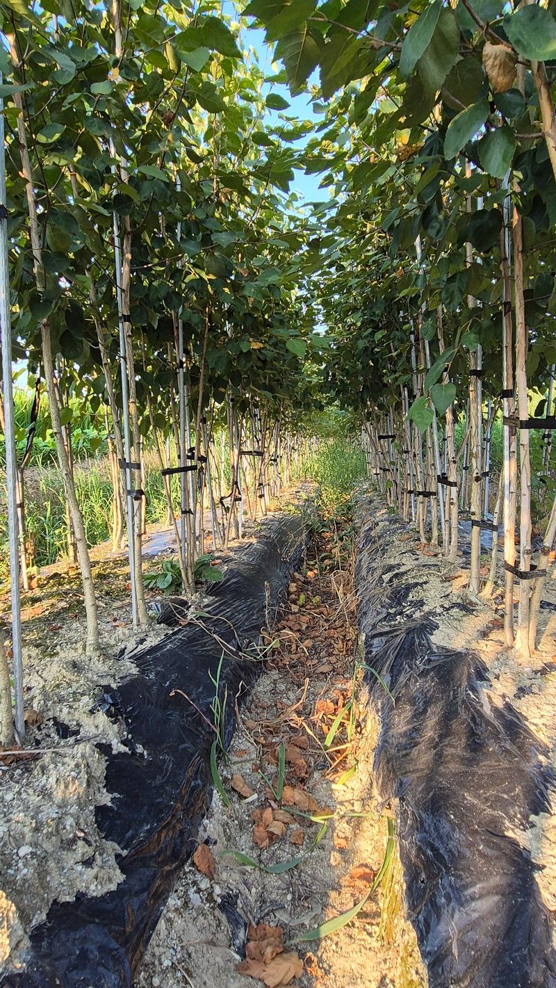 장터 상품 [잭큐몬티도랜버스(자작나무) 2.5-3R, 2.5m] 썸네일