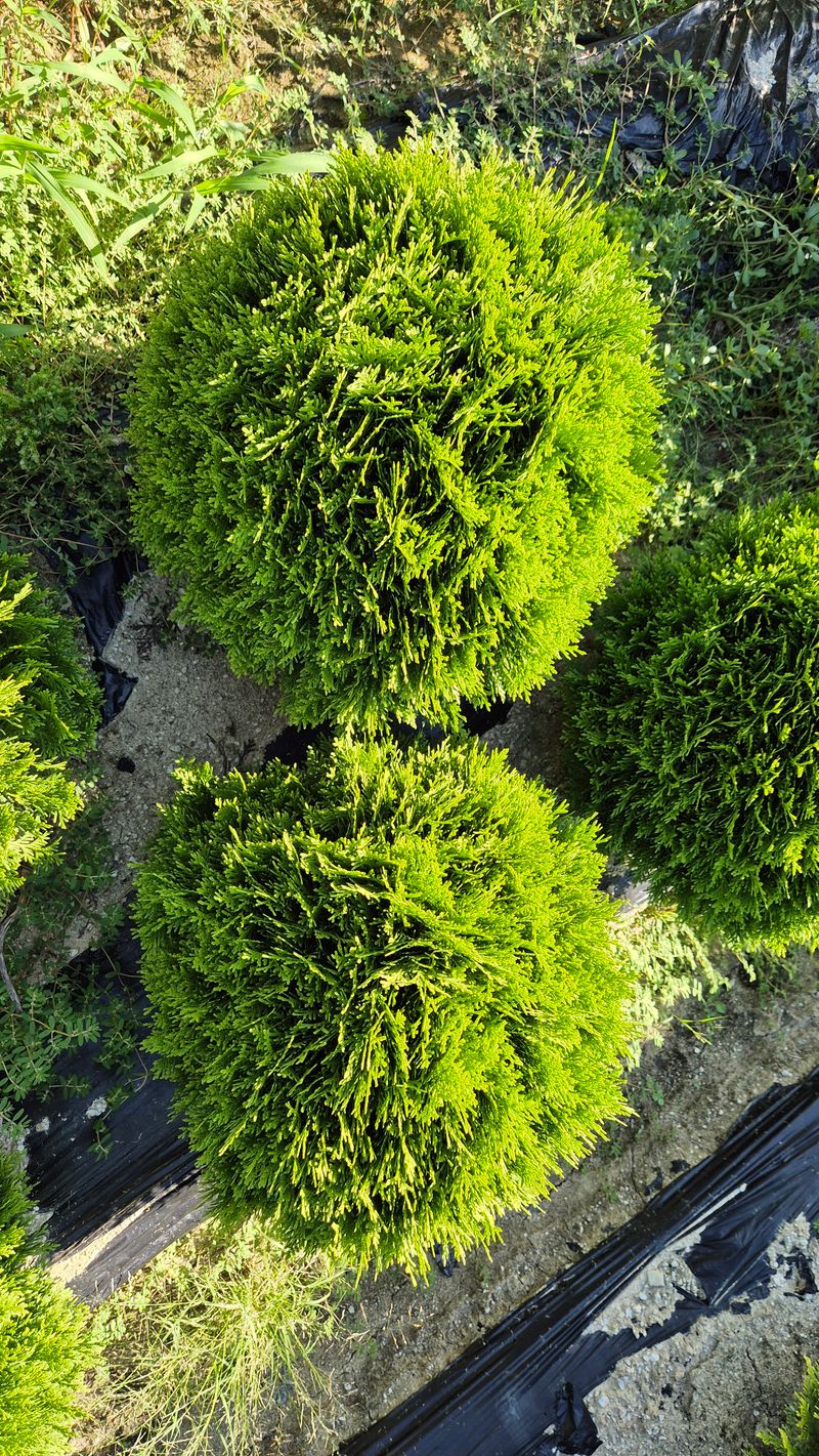 권영섭님의 장터 판매 상품 [둥근측백  데니카, 테디 40cm] 첨부 사진