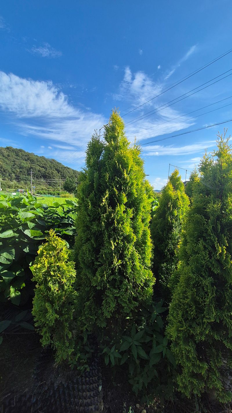 장터 상품 [써니스마라그 1.5m] 썸네일