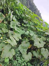 팜모닝 농사, 무엇이든 물어보세요!·참여글 게시글 이미지