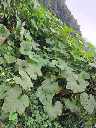 표고버섯18837님의 농사, 무엇이든 물어보세요! · 참여글 작성글 사진