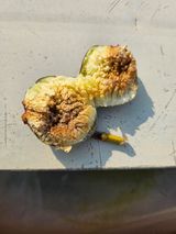 팜모닝 자유주제·자유게시판 게시글 이미지