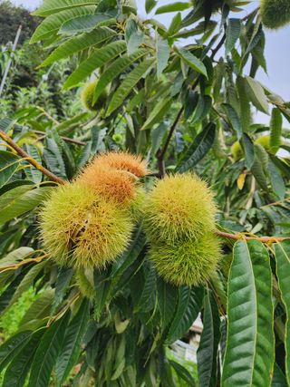 행복농원님의 자유주제 · 자유게시판 작성글 사진