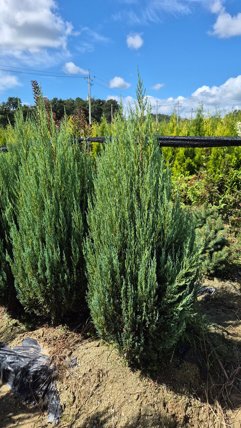 장터 상품 [문그로우 1.3m] 썸네일