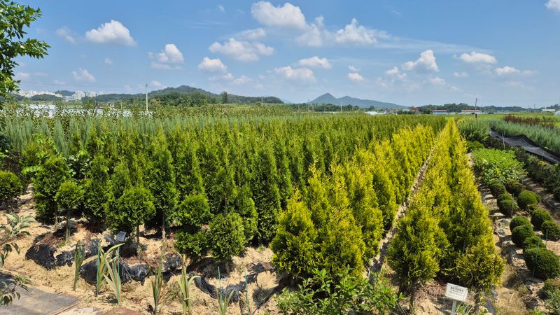 권영섭님의 장터 판매 상품 [그린자이언트 1.8m] 첨부 사진