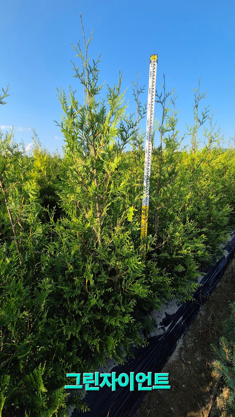 권영섭님의 장터 판매 상품 [그린자이언트 1.8m] 첨부 사진