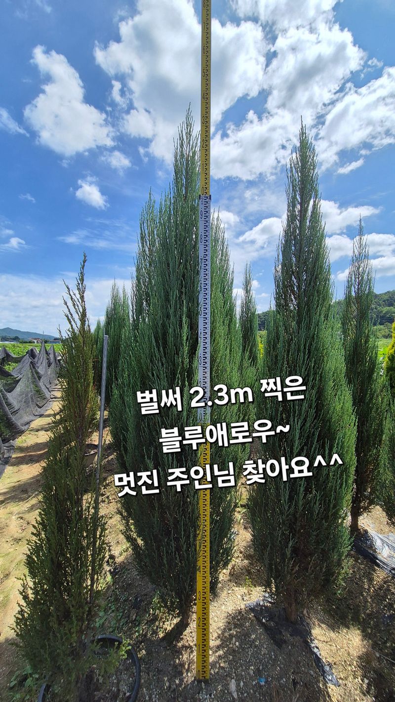 권영섭님의 장터 판매 상품 [블루애로우 2m 이상] 첨부 사진