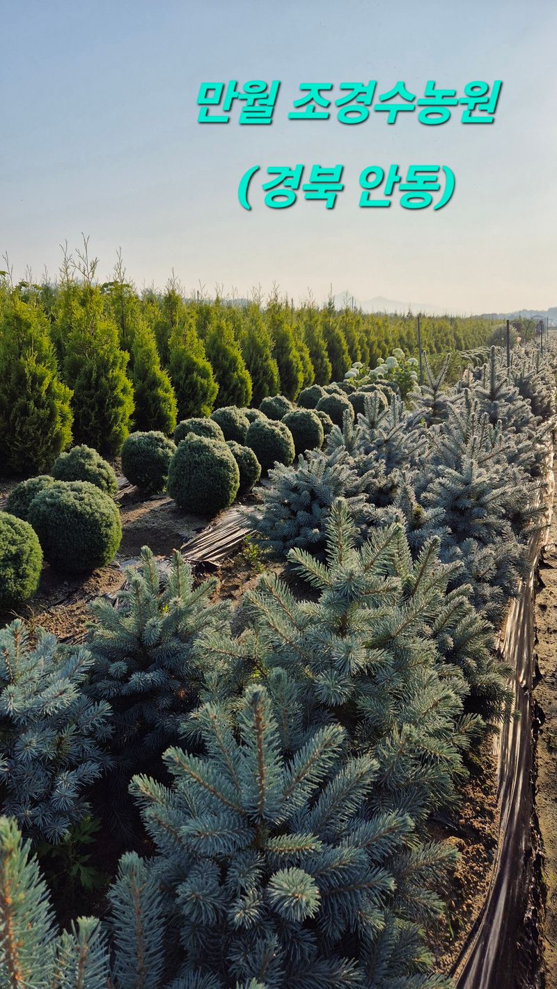 권영섭님의 장터 판매 상품 [은청가문비 50cm 이상] 첨부 사진