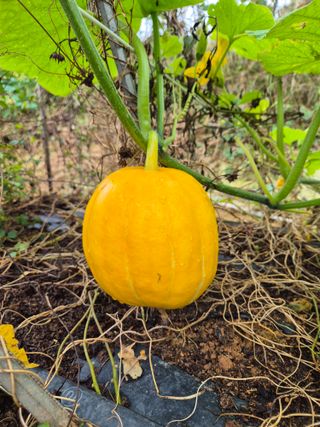 허인덕님의 자유주제 · 자유게시판 작성글 사진