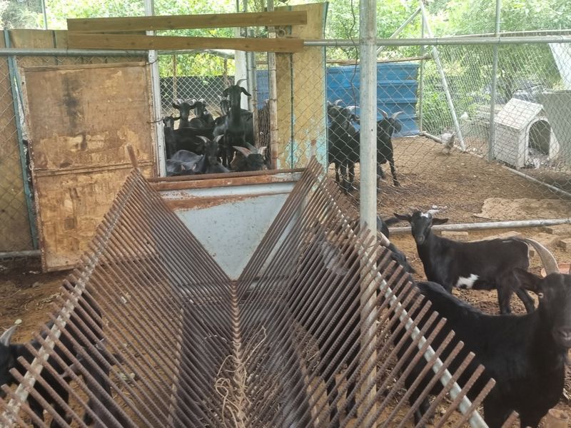 원인호님의 장터 판매 상품 [흑염소 흙염소분양합니다] 첨부 사진