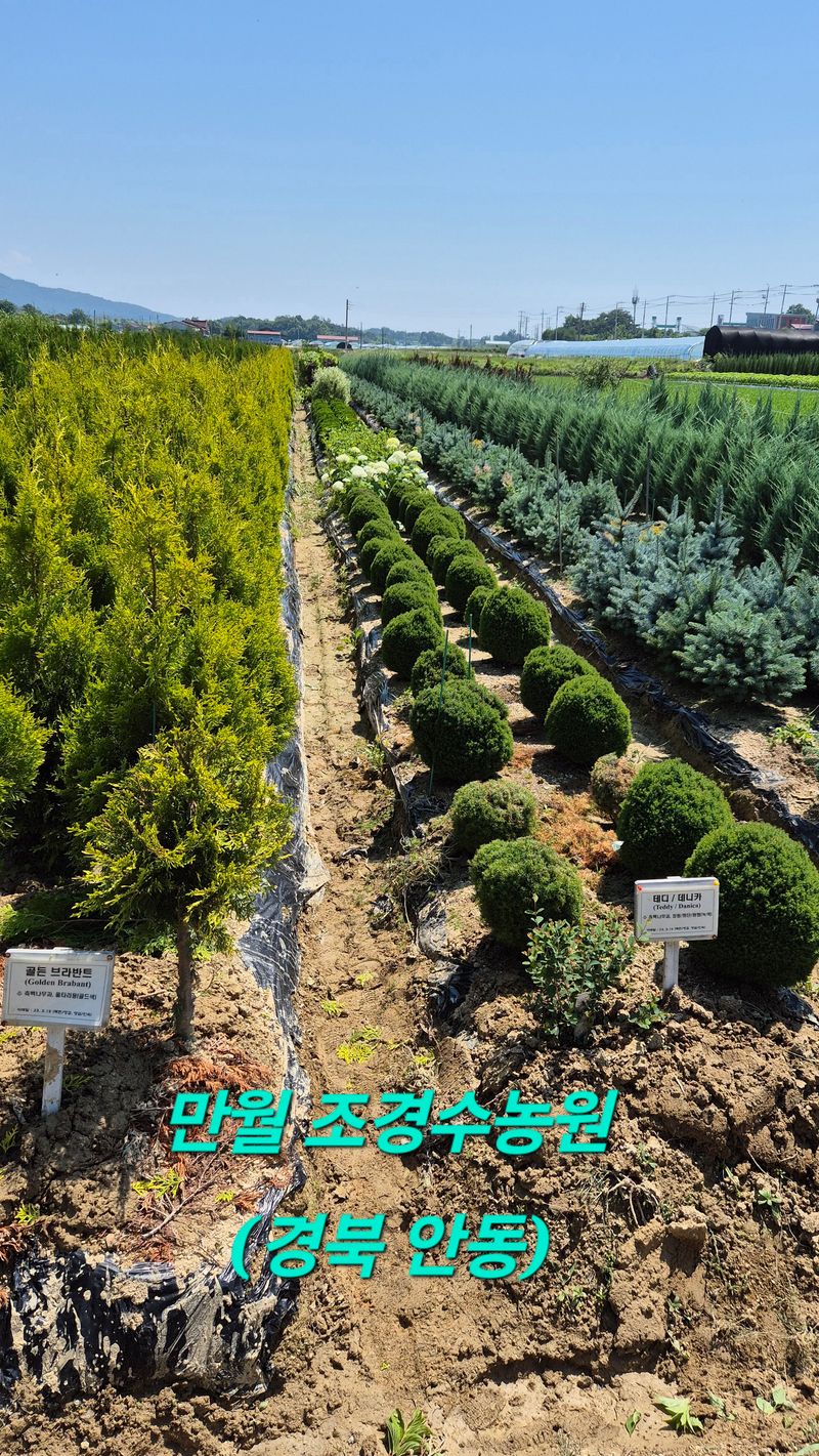 권영섭님의 장터 판매 상품 [은청가문비 50cm 이상] 첨부 사진