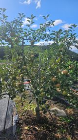 팜모닝 자유주제·자유게시판 게시글 이미지