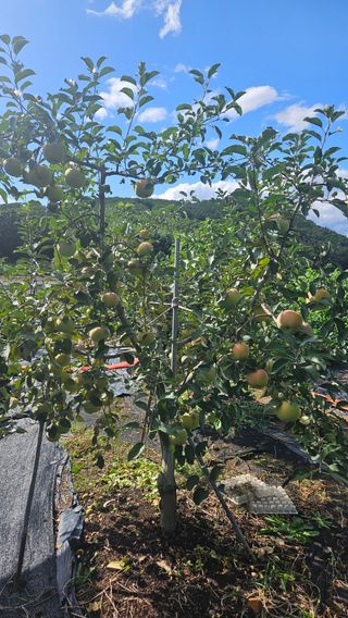 김영수님의 자유주제 · 자유게시판 작성글 사진