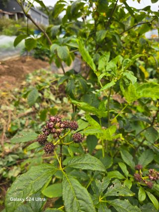 소병찬님의 자유주제 · 자유게시판 작성글 사진