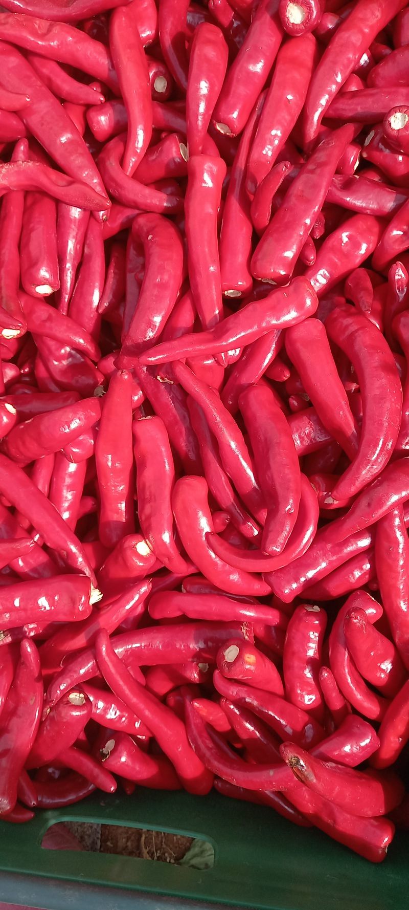 강화도농민님의 장터 판매 상품 [강화도 고추가루6키로] 첨부 사진