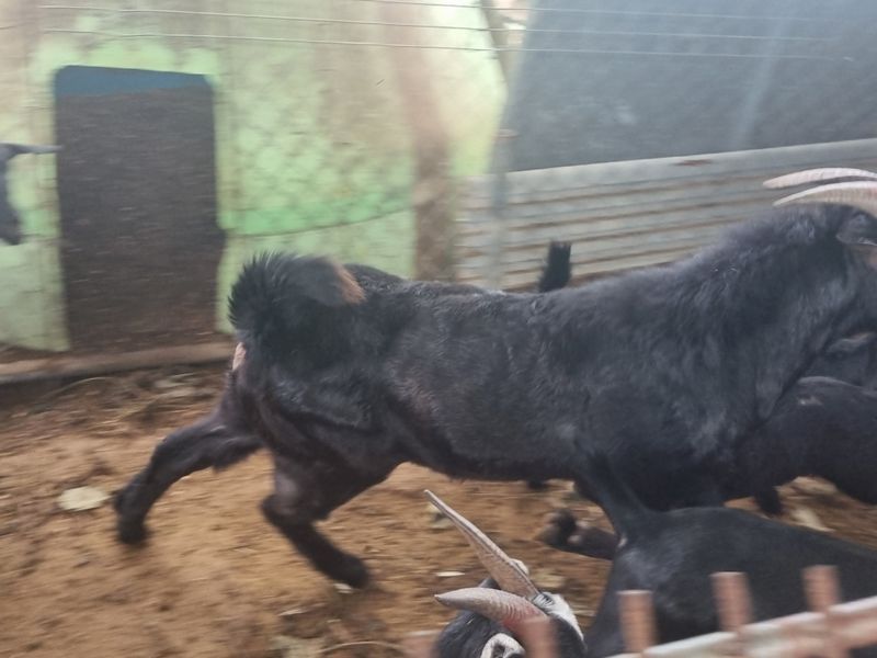 원인호님의 장터 판매 상품 [흑염소 흙염소분양합니다] 첨부 사진