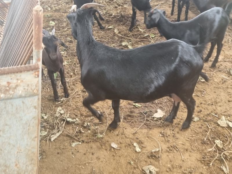 원인호님의 장터 판매 상품 [흑염소 흙염소분양합니다] 첨부 사진