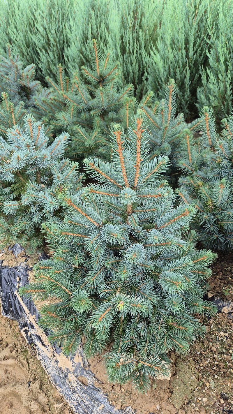 장터 상품 [은청가문비 50cm 이상] 썸네일