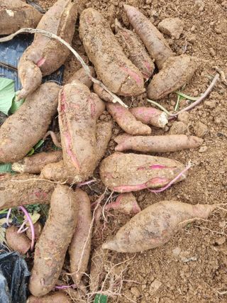 휴전선님의 자유주제 · 자유게시판 작성글 사진