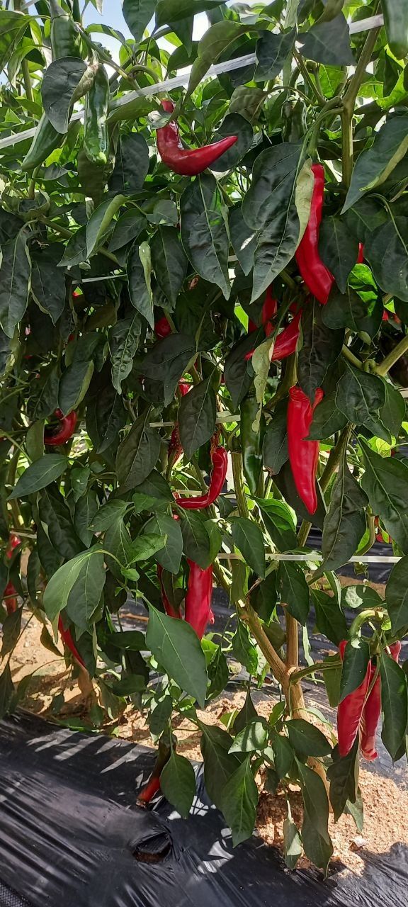 강화도농민님의 장터 판매 상품 [강화도 고추가루6키로] 첨부 사진