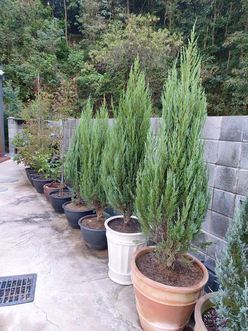 권영섭님의 장터 판매 상품 [문그로우 1.3m] 첨부 사진