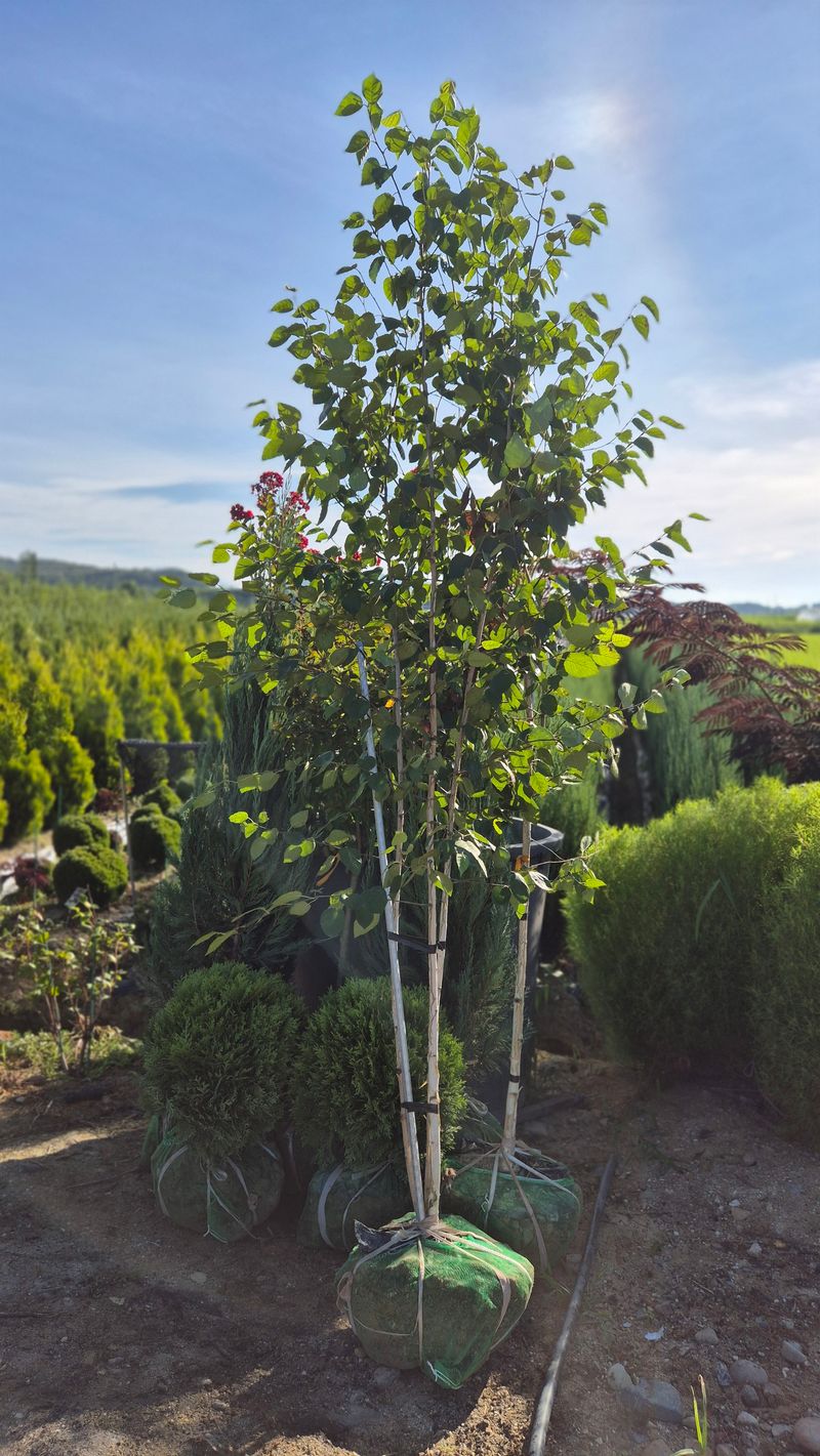 권영섭님의 장터 판매 상품 [잭큐몬티도랜버스(자작나무) 2.5-3R, 2.5m] 첨부 사진