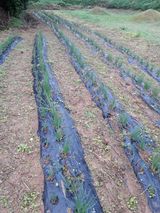 팜모닝 자유주제·자유게시판 게시글 이미지