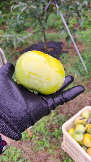 주윤발이님의 자유주제 · 자유게시판 작성글 사진