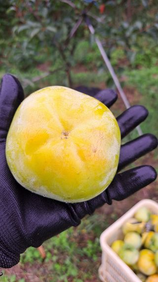 주윤발이님의 자유주제 · 자유게시판 작성글 사진