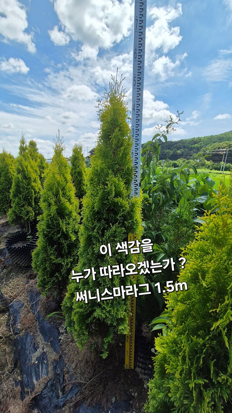 권영섭님의 장터 판매 상품 [써니스마라그 1.5m] 첨부 사진