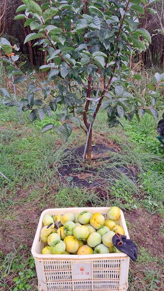 주윤발이님의 자유주제 · 자유게시판 작성글 사진