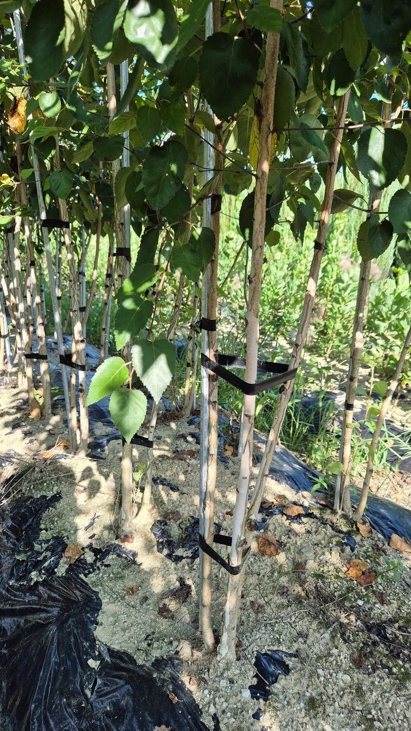 권영섭님의 장터 판매 상품 [잭큐몬티도랜버스(자작나무) 2.5-3R, 2.5m] 첨부 사진