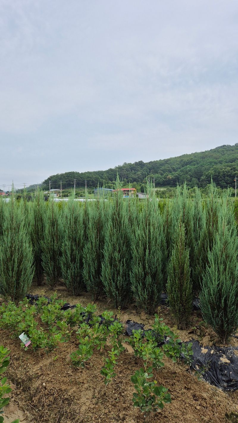 권영섭님의 장터 판매 상품 [블루애로우 1.8m] 첨부 사진