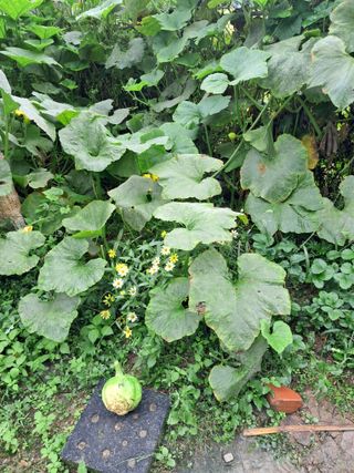 표고버섯18837님의 농사, 무엇이든 물어보세요! · 참여글 작성글 사진