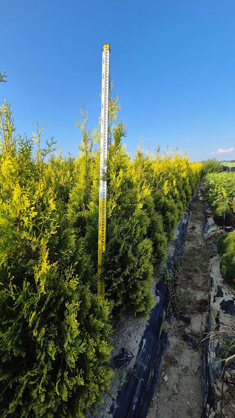 권영섭님의 장터 판매 상품 [골든브라반트 1.5m] 첨부 사진