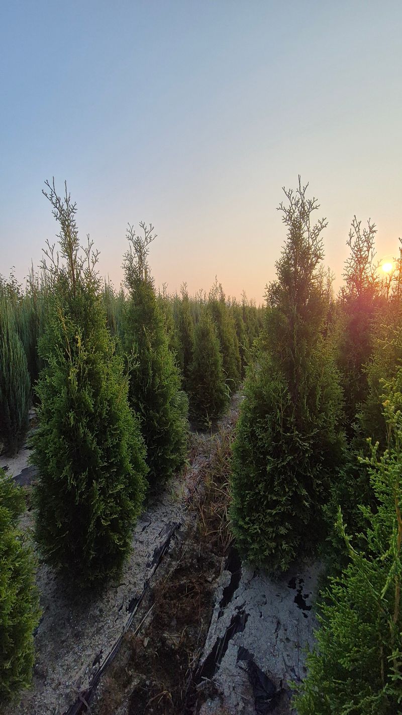 권영섭님의 장터 판매 상품 [킹오브브라반트 2m] 첨부 사진