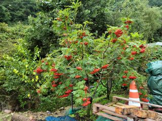 체리 김성자님의 자유주제 · 사진전 작성글 사진