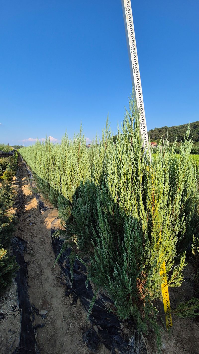 권영섭님의 장터 판매 상품 [문그로우 1.3m] 첨부 사진