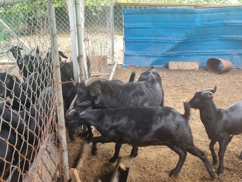 원인호님의 장터 판매 상품 [흑염소 흙염소분양합니다] 첨부 사진