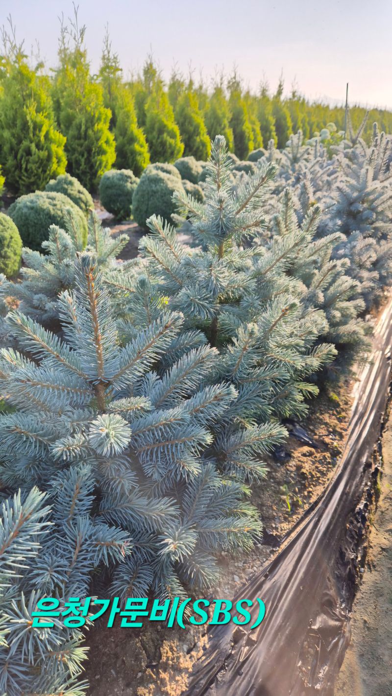 권영섭님의 장터 판매 상품 [은청가문비 50cm 이상] 첨부 사진