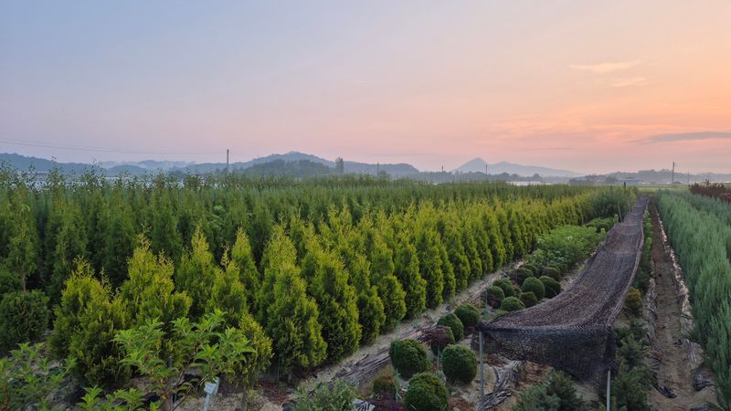 권영섭님의 장터 판매 상품 [골든브라반트 1.5m] 첨부 사진