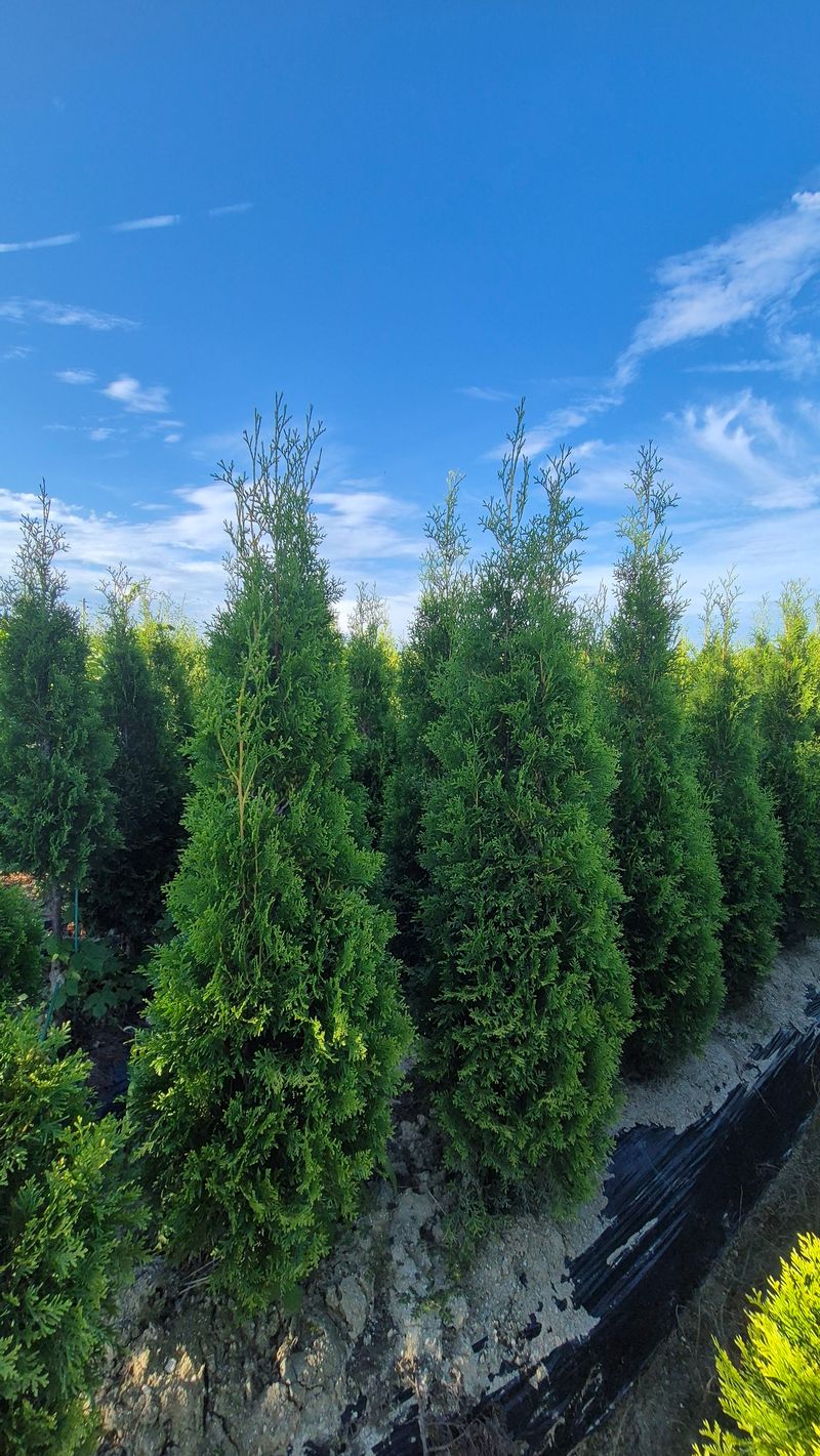 권영섭님의 장터 판매 상품 [킹오브브라반트 2m] 첨부 사진