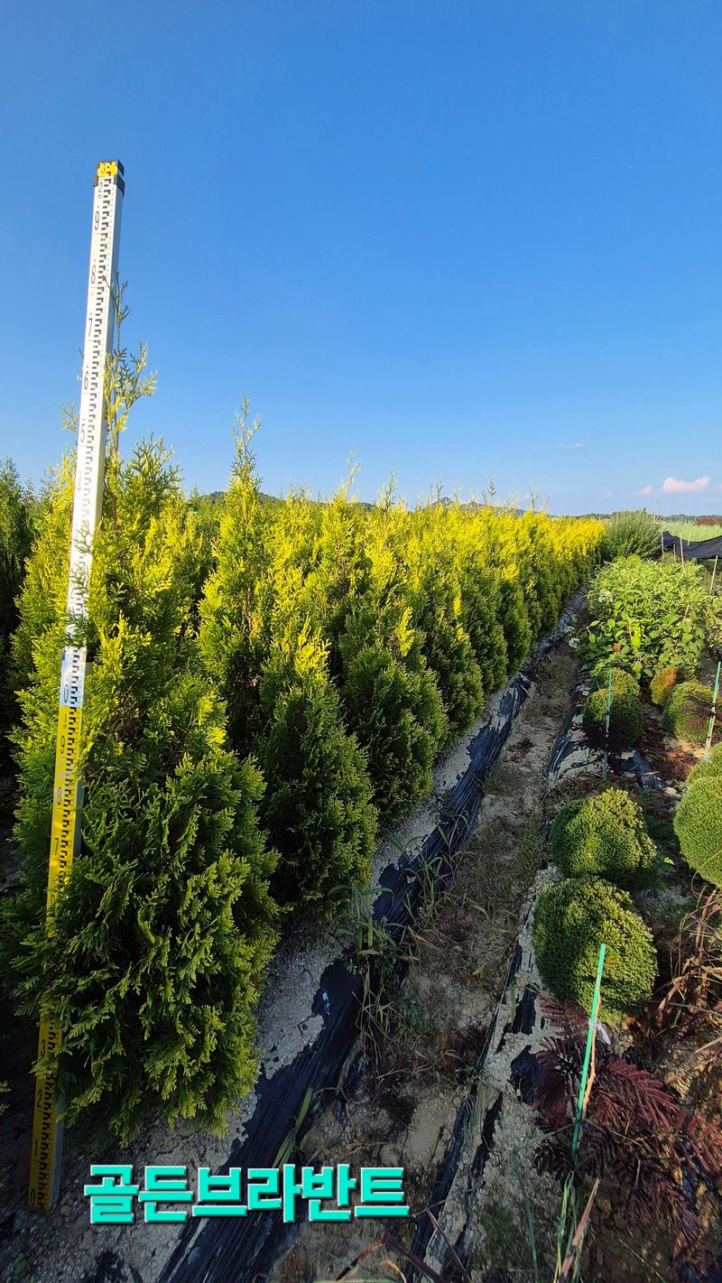 장터 상품 [골든브라반트 1.5m] 썸네일