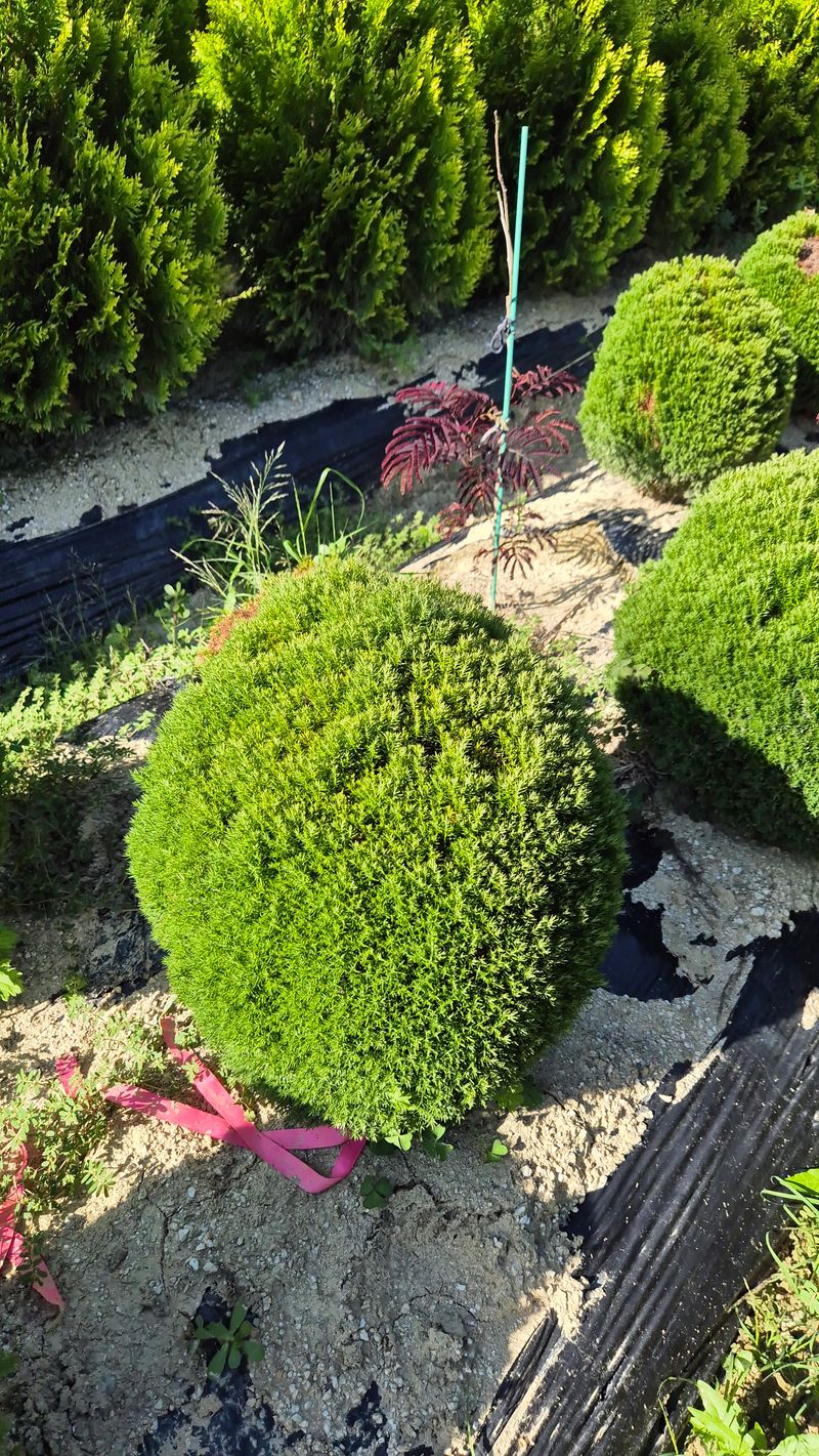 권영섭님의 장터 판매 상품 [둥근측백  데니카, 테디 40cm] 첨부 사진