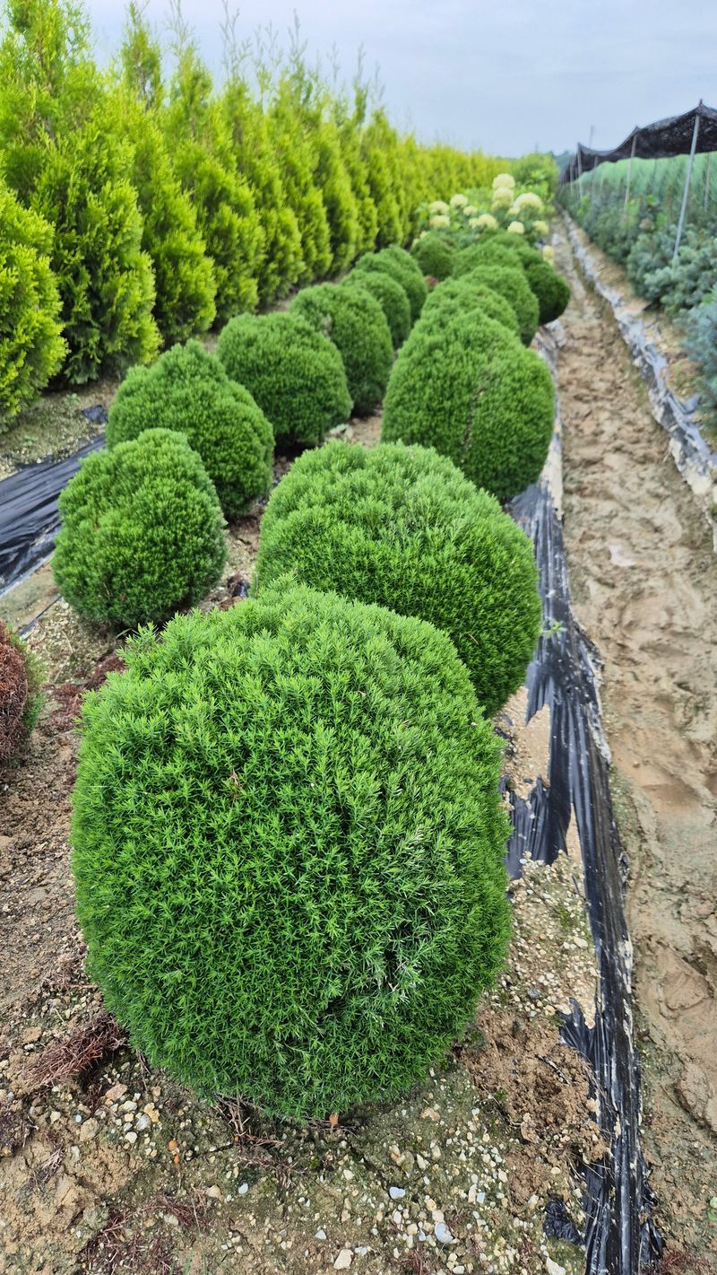 권영섭님의 장터 판매 상품 [둥근측백  데니카, 테디 40cm] 첨부 사진