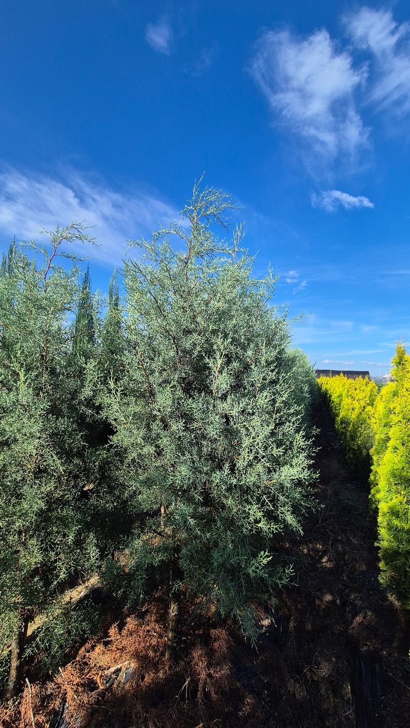 권영섭님의 장터 판매 상품 [블루아이스 2m] 첨부 사진