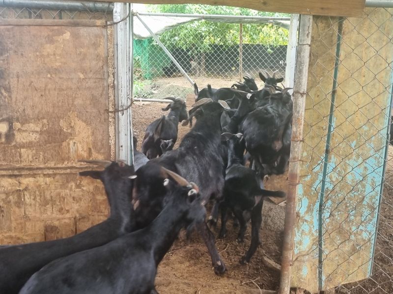 원인호님의 장터 판매 상품 [흑염소 흙염소분양합니다] 첨부 사진