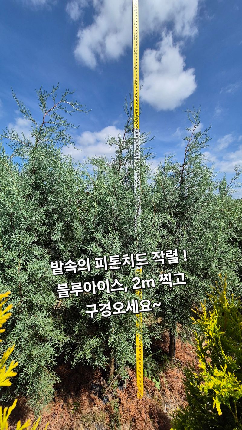 권영섭님의 장터 판매 상품 [블루아이스 2m] 첨부 사진